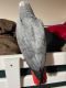 African Grey Parrot Birds for sale in 425 Massachusetts Ave NW, Washington, DC 20001, USA. price: NA