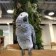 African Grey Parrot Birds for sale in San Marcos, CA 92096, USA. price: NA
