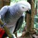 African Grey Parrot Birds for sale in Carbon Hill, AL 35549, USA. price: $1,500