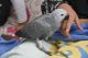 African Grey Parrot Birds for sale in Lincoln, NE, USA. price: $1,200