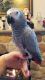African Grey Parrot Birds for sale in Lincoln, NE, USA. price: $1,000