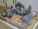 African Grey Parrot Birds for sale in Bridgeport, TX 76426, USA. price: NA