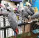 African Grey Parrot Birds for sale in Edinburgh, UK. price: NA