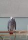 African Grey Parrot Birds for sale in W Main St, Kalamazoo, MI, USA. price: NA