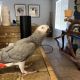 African Grey Parrot Birds for sale in Los Angeles, CA 90003, USA. price: NA