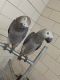 African Grey Parrot Birds for sale in Dallas, TX, USA. price: $600
