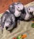 African Grey Parrot Birds for sale in San Diego, CA, USA. price: $6,500