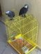 African Grey Parrot Birds for sale in Las Vegas, NV, USA. price: $1,000