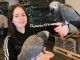 African Grey Parrot Birds for sale in Montreal, QC, Canada. price: NA
