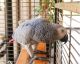 African Grey Parrot Birds for sale in Greenville, SC, USA. price: NA