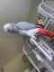 African Grey Parrot Birds for sale in Corona, CA, USA. price: NA