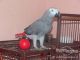 African Grey Parrot Birds for sale in Miami, FL, USA. price: $500