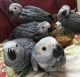 African Grey Parrot Birds for sale in Dallas, TX, USA. price: NA