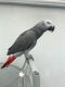 African Grey Parrot Birds for sale in 7000 Lynmar Ln, Edina, MN 55435, USA. price: $275