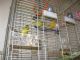 African Lemon-dove Birds for sale in New York, NY, USA. price: NA