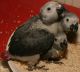 African Lemon-dove Birds for sale in Bakersfield, CA, USA. price: NA