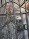 African Mourning Dove Birds for sale in Los Angeles, CA, USA. price: NA