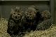African Pygmy Squirrel Rodents for sale in Shreveport, LA, USA. price: NA