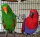 African Rail Birds for sale in Roseville, CA, USA. price: NA