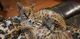 African Serval Cats for sale in Hartford, AL 36344, USA. price: NA