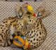 African Serval Cats