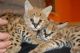 African Serval Cats