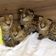 African Serval Cats for sale in San Diego, CA, USA. price: NA