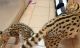 African Serval Cats for sale in Toronto, ON, Canada. price: NA