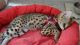 African Serval Cats for sale in Savannah, GA, USA. price: NA