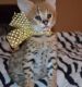 African Serval Cats for sale in Calhoun Rd, Houston, TX, USA. price: NA
