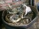 African Serval Cats for sale in 80 Montoma Ln, Bearsville, NY 12409, USA. price: NA