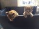 African Serval Cats for sale in Del Rey Oaks, CA 93940, USA. price: NA
