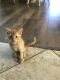 African Serval Cats for sale in Sun City, AZ, USA. price: NA