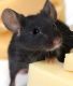 African Smoky Mouse Rodents for sale in Rowlett, TX, USA. price: NA