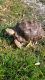 African Spurred Tortoise Reptiles for sale in Orlando, FL, USA. price: $400
