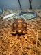 African Spurred Tortoise Reptiles