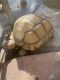 African Spurred Tortoise Reptiles for sale in Laguna Niguel, CA, USA. price: NA