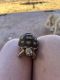 African Spurred Tortoise Reptiles for sale in Adelanto, CA, USA. price: $90