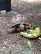 African Spurred Tortoise Reptiles for sale in Mt Plymouth, FL 32776, USA. price: NA