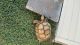 African Spurred Tortoise Reptiles for sale in Sugar Land, TX, USA. price: $4,000