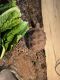 African Spurred Tortoise Reptiles for sale in Westlake Village, CA, USA. price: NA