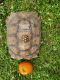 African Spurred Tortoise Reptiles for sale in Fort Pierce, FL, USA. price: NA
