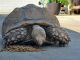 African Spurred Tortoise Reptiles for sale in Rialto, CA, USA. price: $1,250