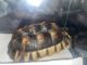 African Spurred Tortoise Reptiles for sale in San Diego, CA, USA. price: $210