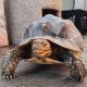 African Spurred Tortoise Reptiles for sale in Toledo, OH, USA. price: $1,000