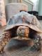 African Spurred Tortoise Reptiles