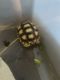 African Spurred Tortoise Reptiles for sale in Murrieta, CA, USA. price: $200