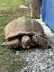 African Spurred Tortoise Reptiles for sale in Burbank, CA, USA. price: $1,000