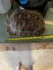 African Spurred Tortoise Reptiles for sale in Gosport, Indiana. price: $400