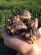 African Spurred Tortoise Reptiles for sale in Costa Mesa, CA, USA. price: $125